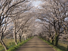 桜のトンネル