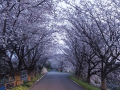 桜のトンネル