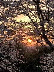 桜と夕日