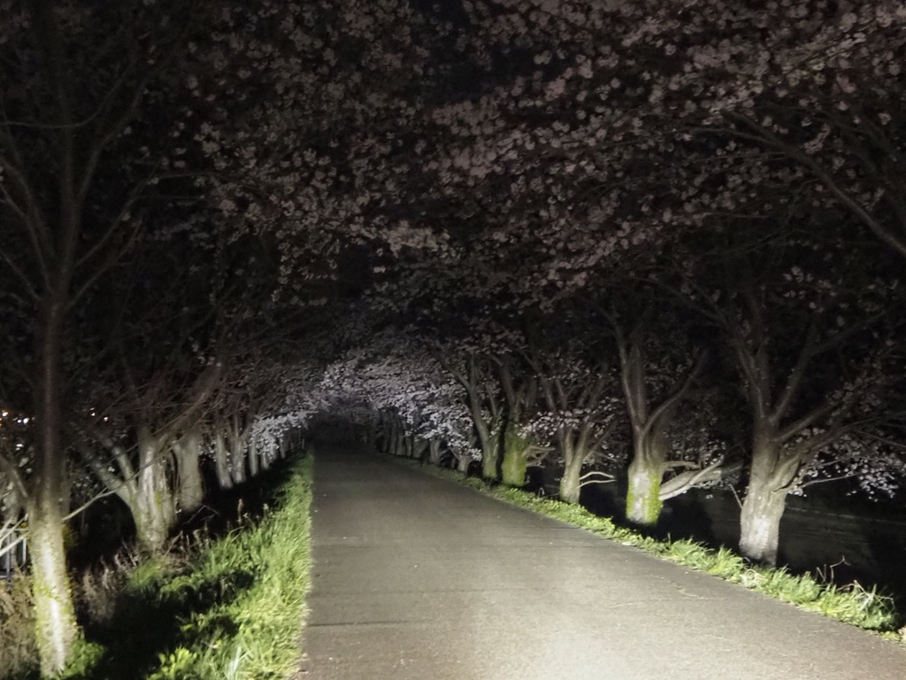 夜桜トンネル