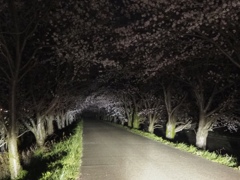 夜桜トンネル