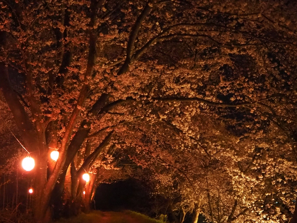 夜桜