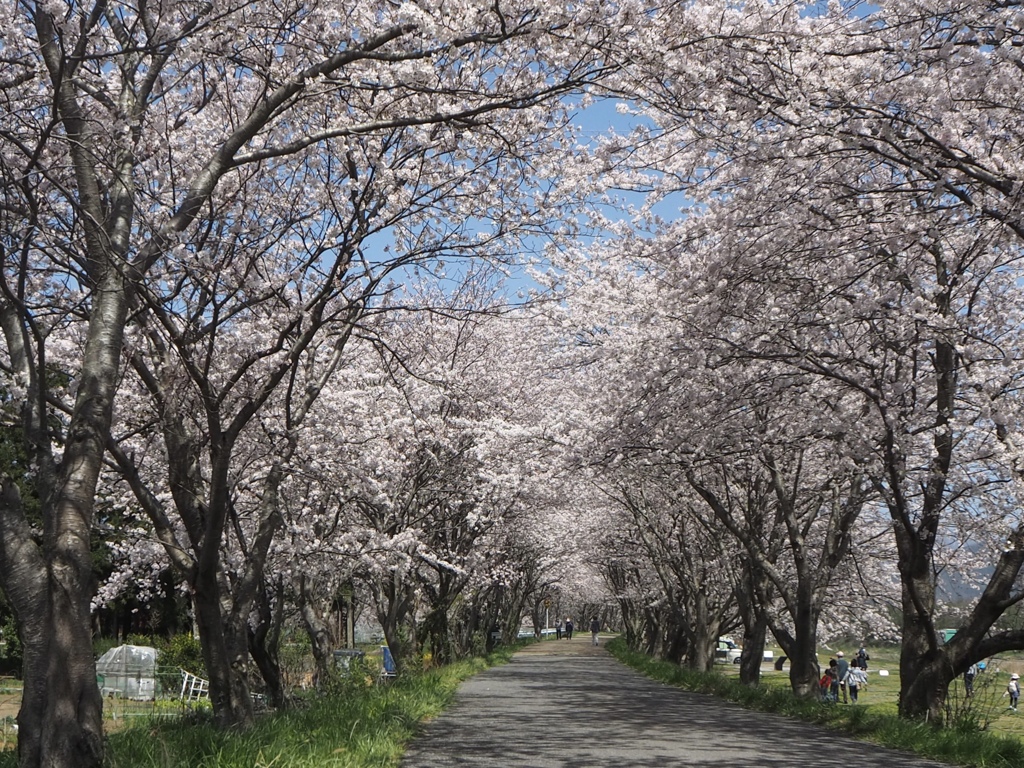 桜のトンネル