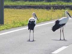 コウノトリ