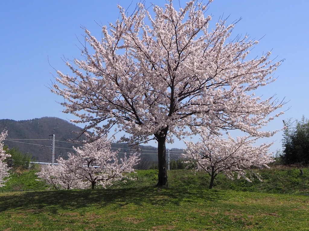桜満開