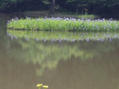 映り込み