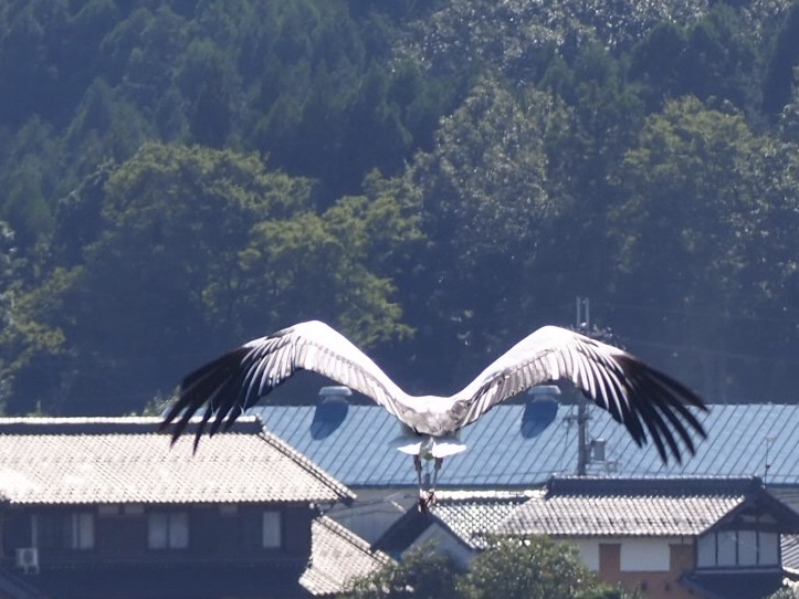 コウノトリ