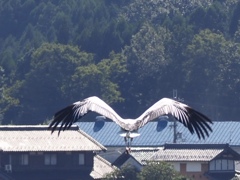 コウノトリ