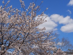 青空と桜