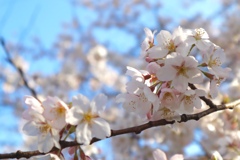 桜