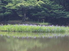 カキツバタ