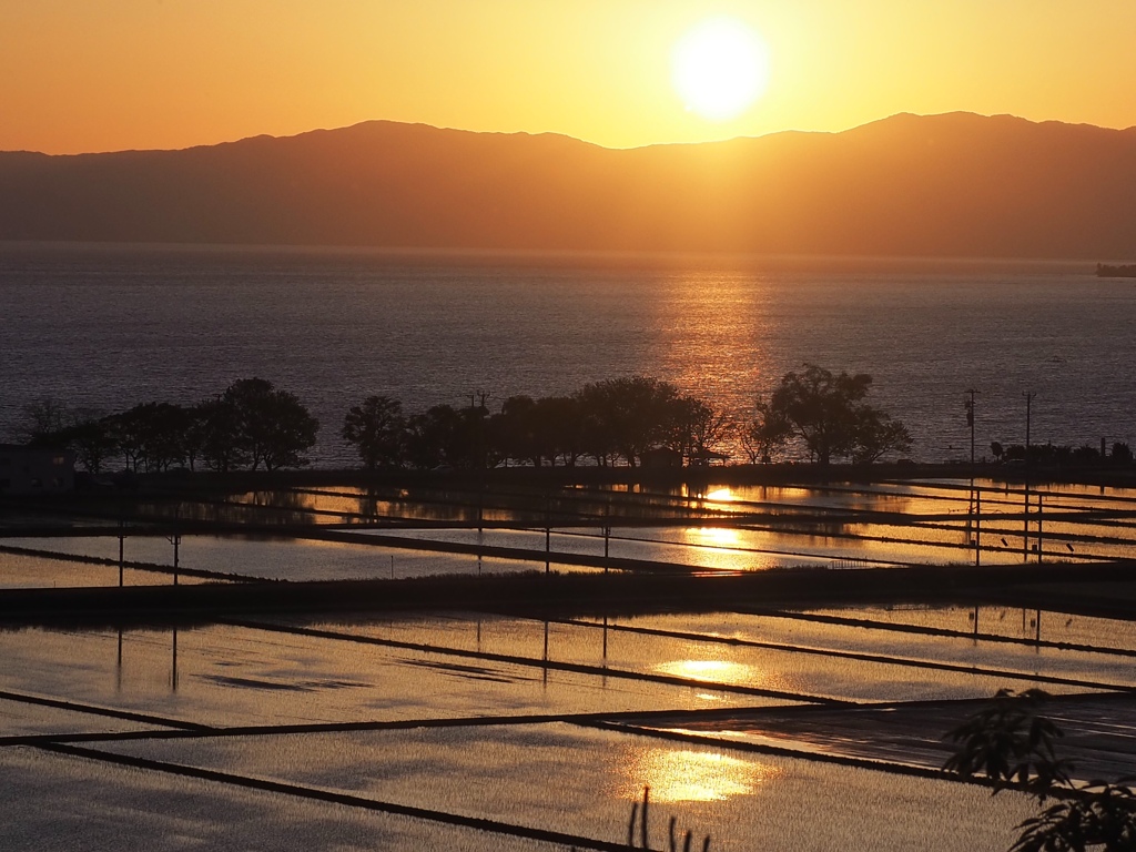 水田に映り込む夕陽
