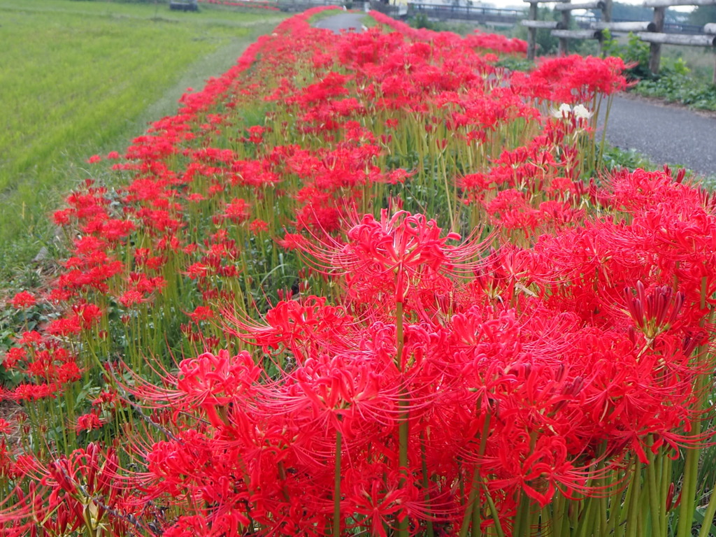 彼岸花