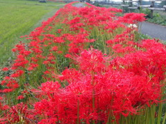 彼岸花