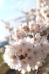 桜