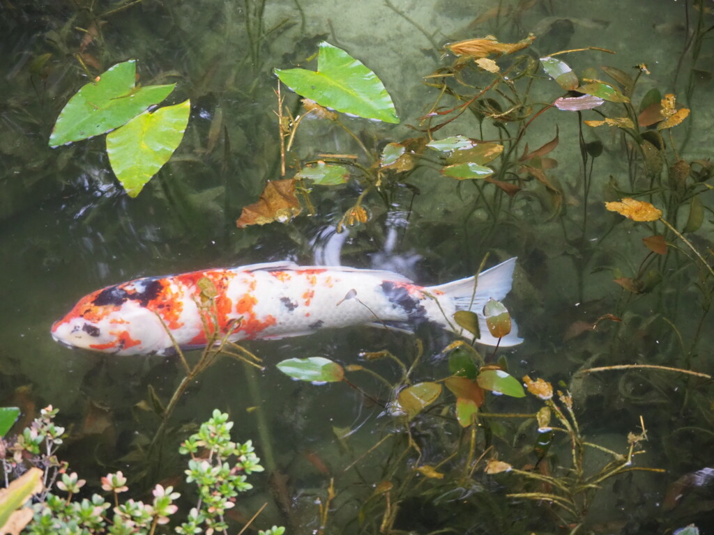 名もなき池