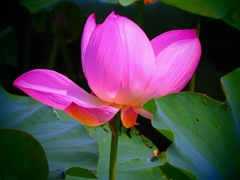 蓮の花