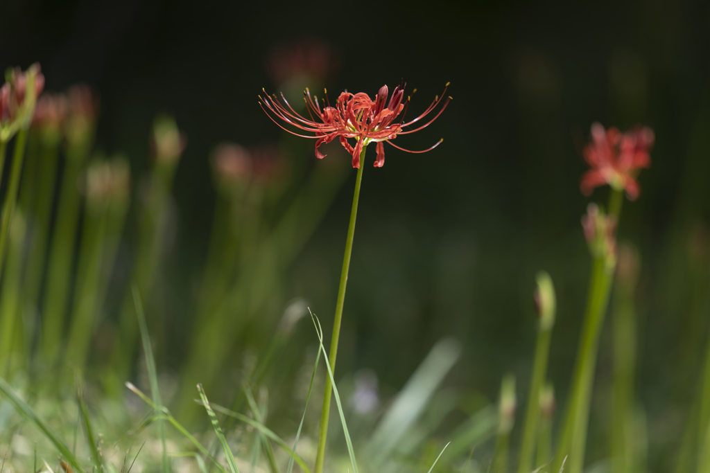 Lycoris