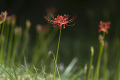 Lycoris