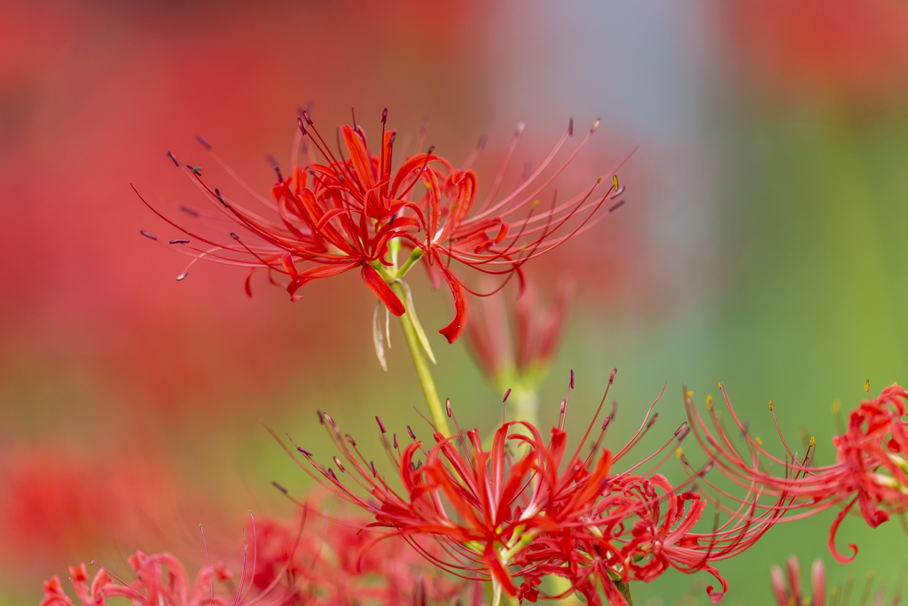 Lycoris