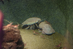 水族館にて