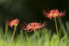 Lycoris