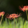 Lycoris