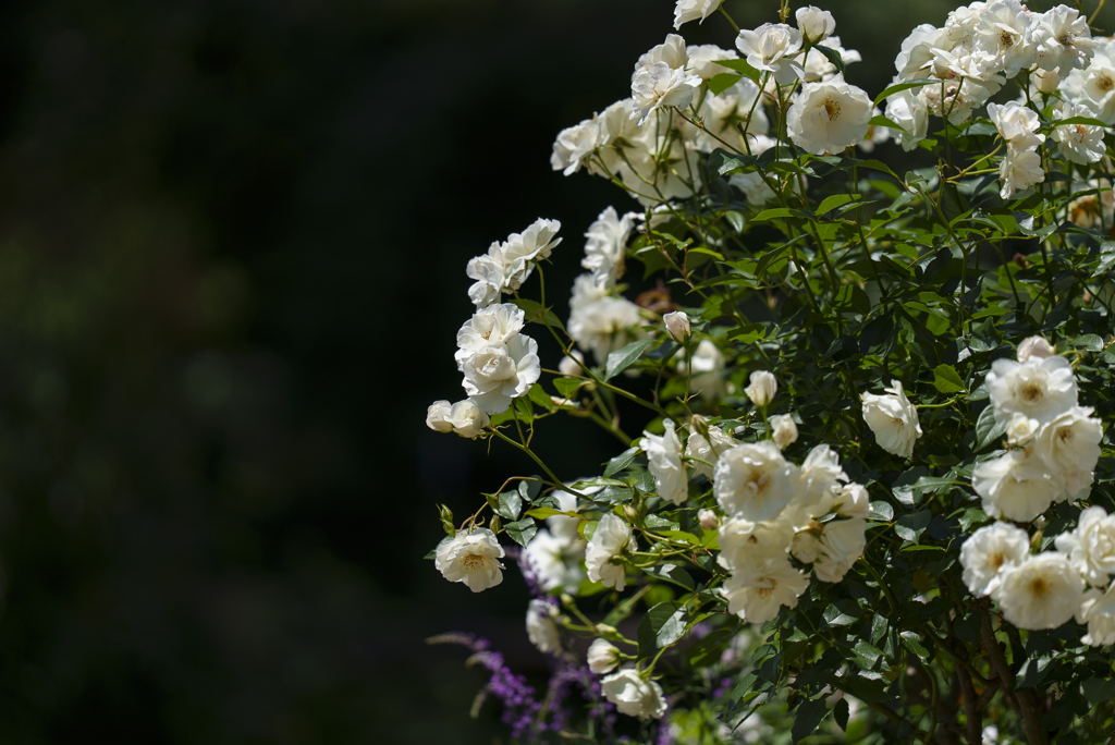 白薔薇