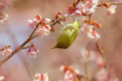 メジロ君と寒桜