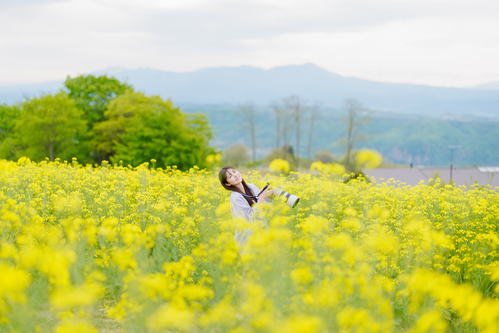 菜の花畑で