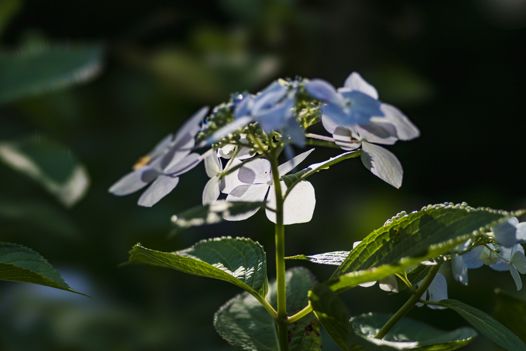 紫陽花