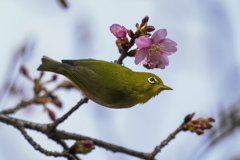 サクジロー