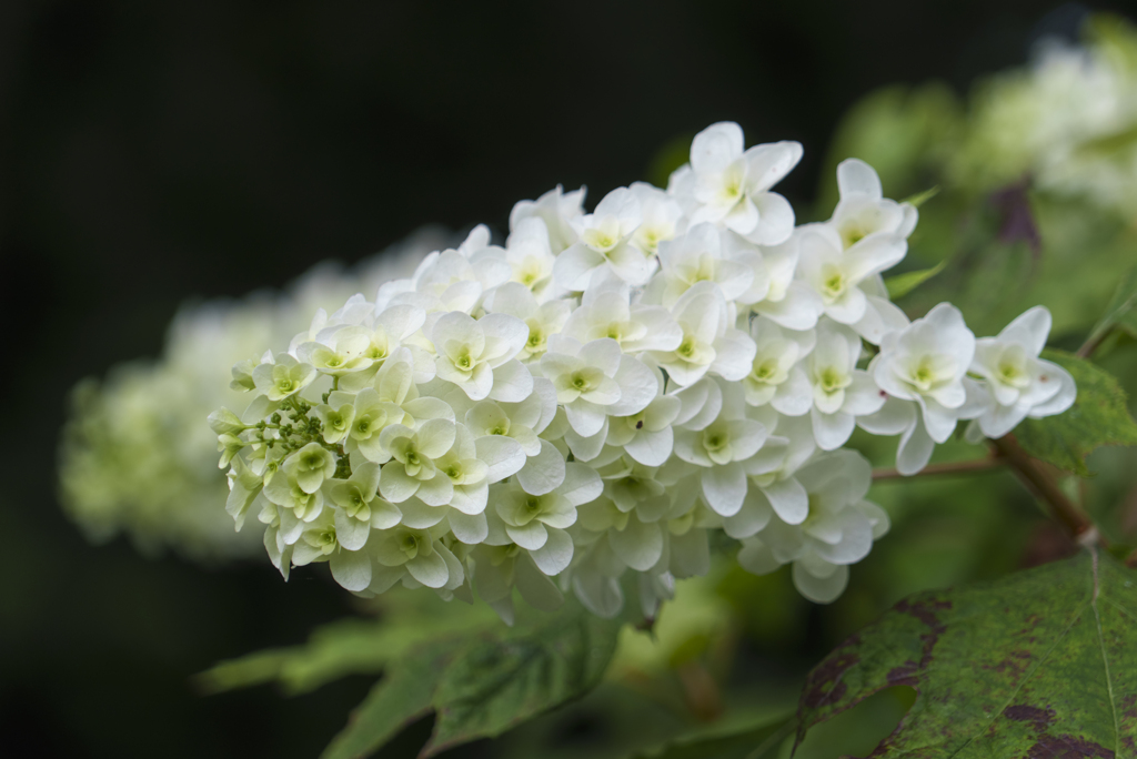 霊堂の紫陽花