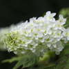 霊堂の紫陽花