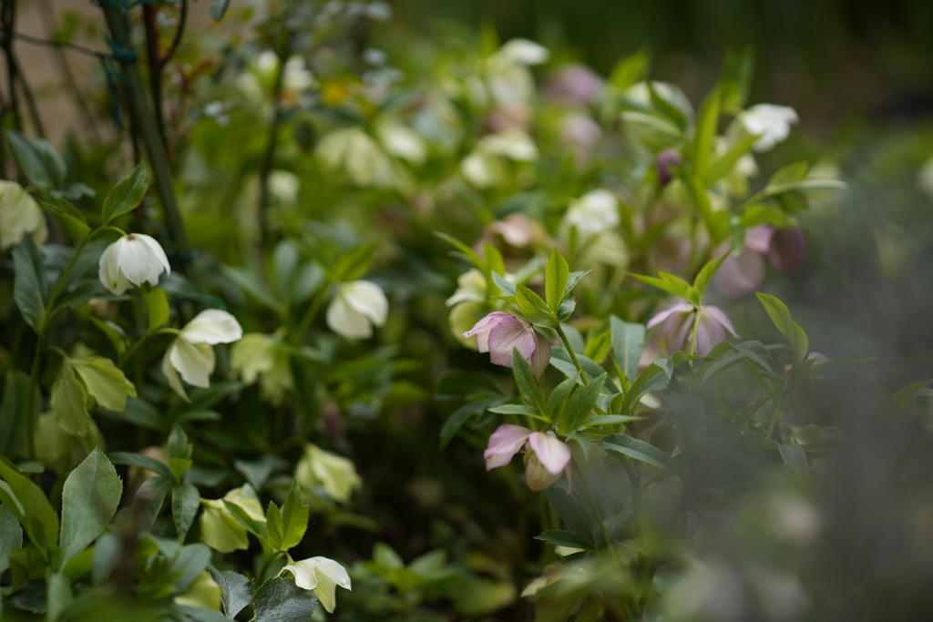 春の花