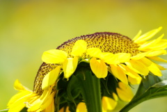 夏・ひまわり