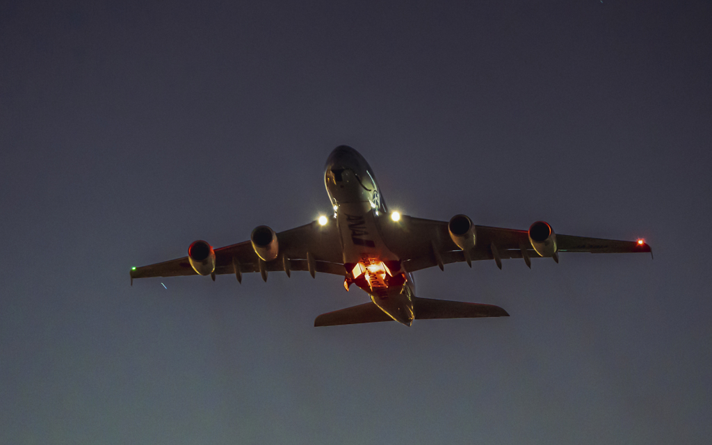 ラニ君の初日の出フライト