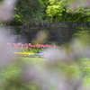 公園散策２