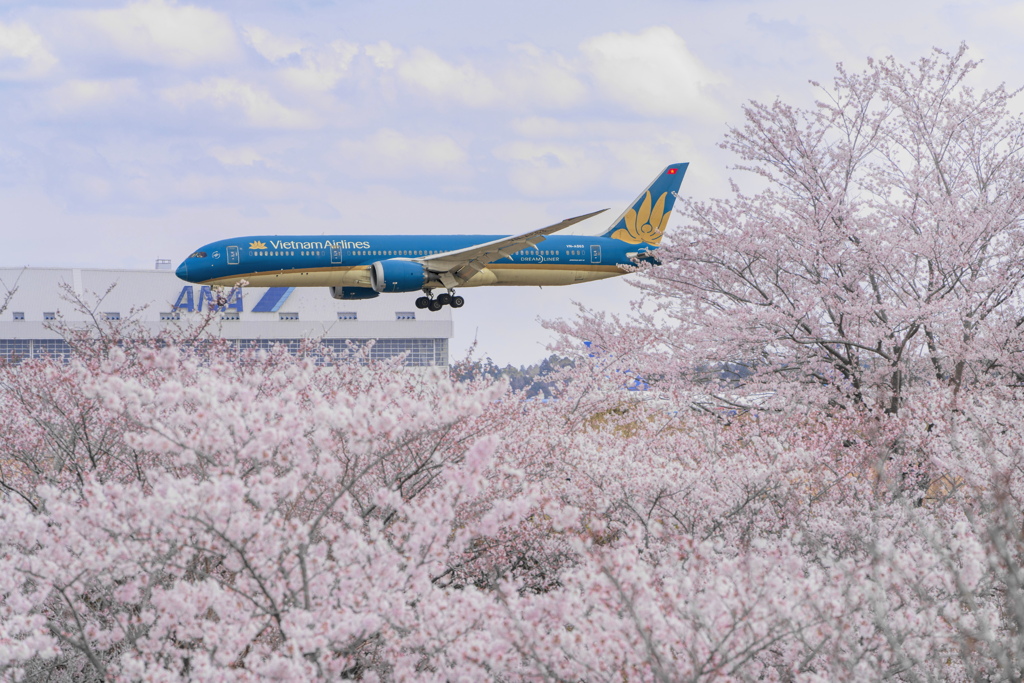 さくら到着便（ベトナム航空）
