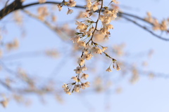 師戸城址の桜