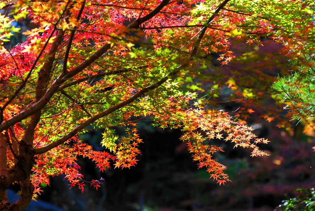 紅葉