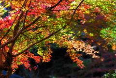 紅葉