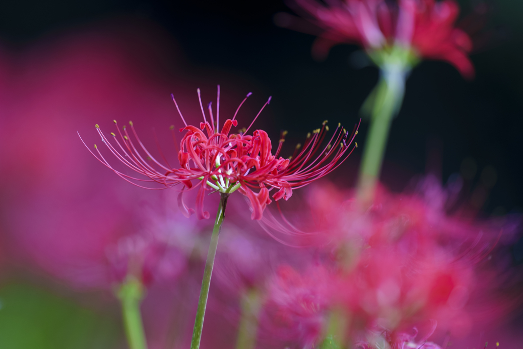 Lycoris