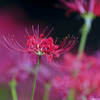 Lycoris