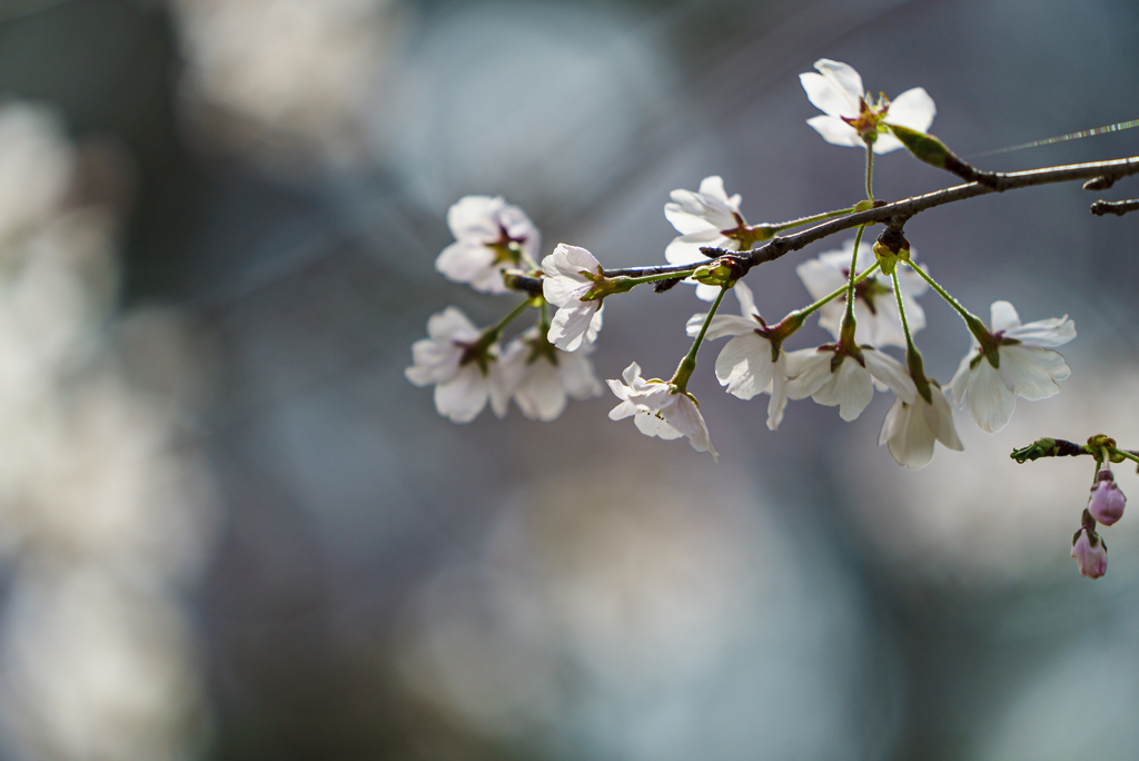 公園の桜-２