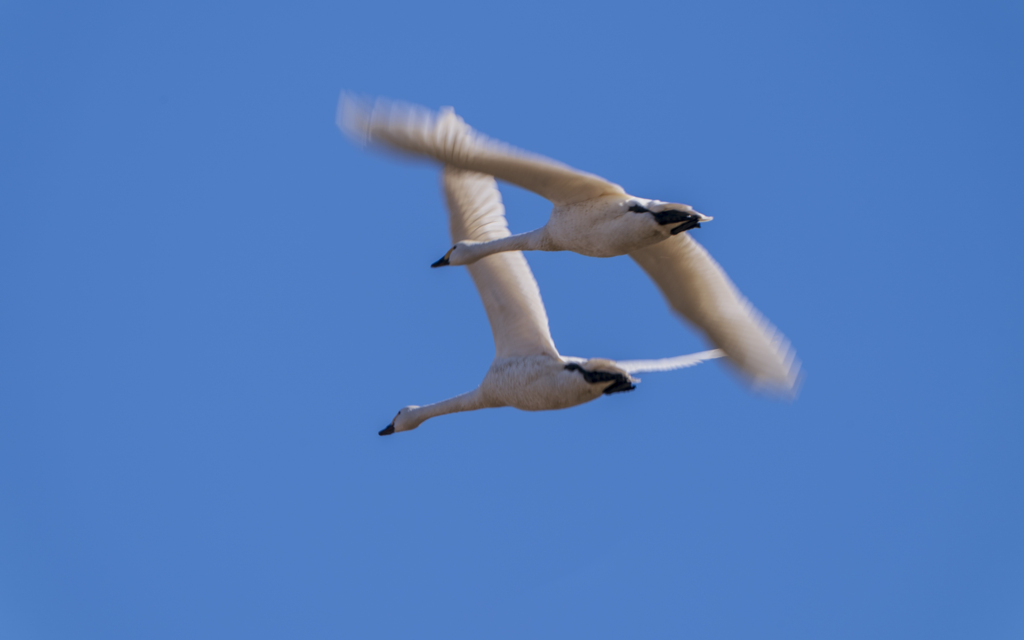 白鳥さんの季節