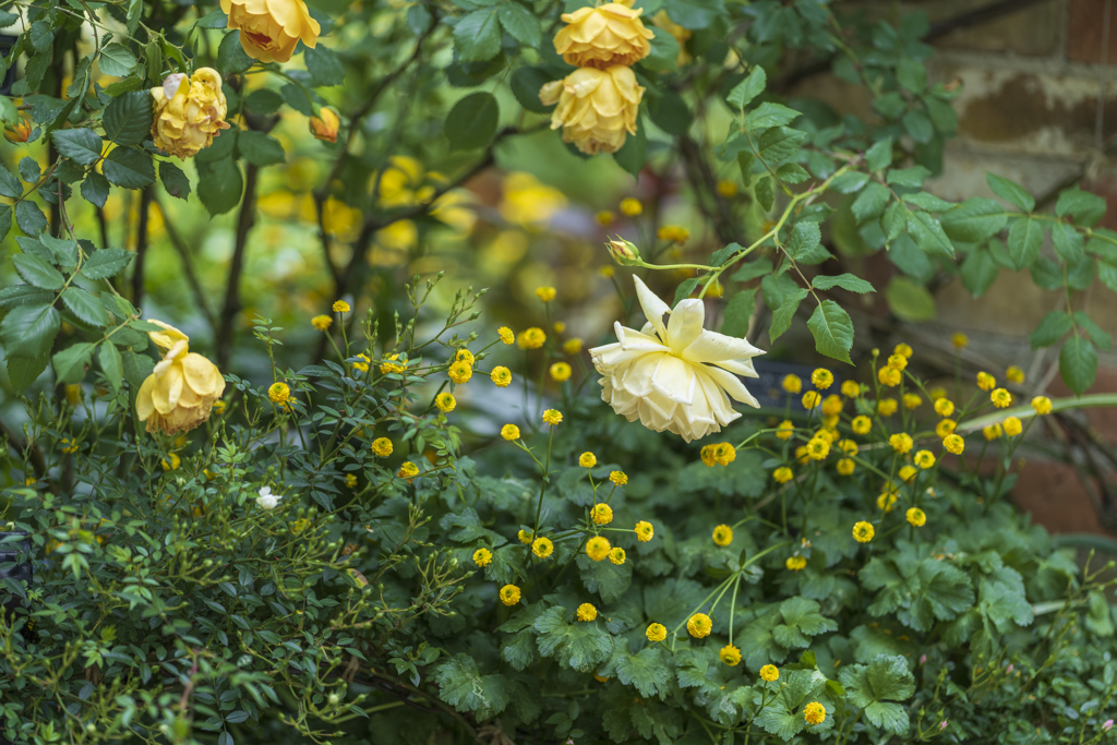 港の見える丘公園にて