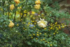 港の見える丘公園にて