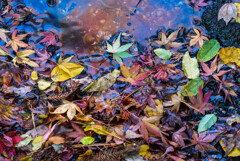 濡れ紅葉（成田山新勝寺）