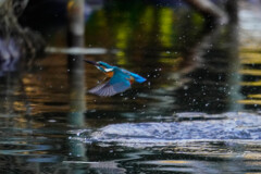 カワセミ君